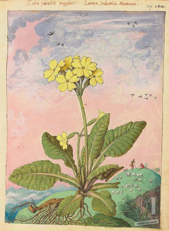 Mattioli’s Dioscorides illustrated by Cibo (Discorsi by Mattioli and Cibo) Cowslip (Primula veris), f. 129r