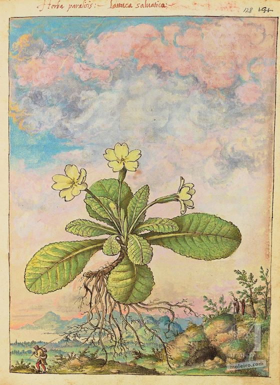Mattioli’s Dioscorides illustrated by Cibo (Discorsi by Mattioli and Cibo) Primrose (Primula vulgaris), f. 128r