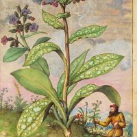 Pulmonaire commune (Pulmonaria officinalis), ff. 27v-28r