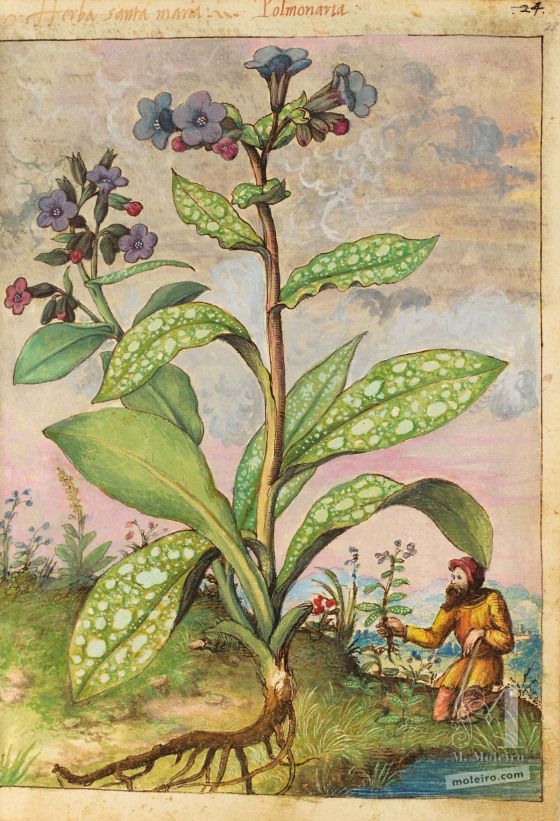 Mattioli’s Dioscorides illustrated by Cibo (Discorsi by Mattioli and Cibo) Lungwort (Pulmonaria vallarse), ff. 27v-28r