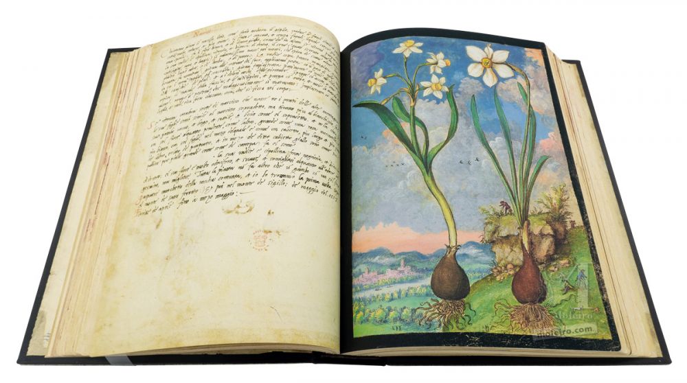 Dioscórides de Cibo e Mattioli Narciso em ramalhete, Narciso dos poetas, f. 59r