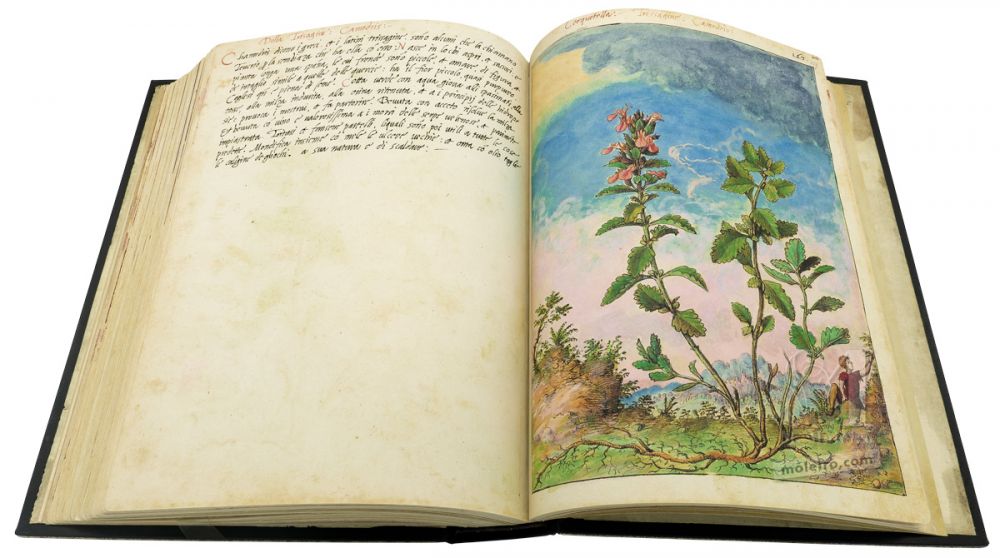 Dioscoride de Cibo et Mattioli Germandrée petit-chêne (Teucrium chamaedrys), f. 159r