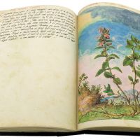 Edel-Gamander (Teucrium chamaedrys), F. 159r