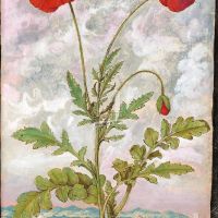 Papavero comune o Rosolaccio (Papaver rhoeas), c. 107r 