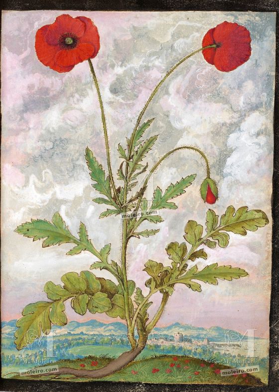 Dioscórides de Cibo e Mattioli Papoila silvestre (Papaver rhoeas), f. 107r