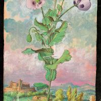 Opium Poppy (Papaver somniferum), f. 108r
