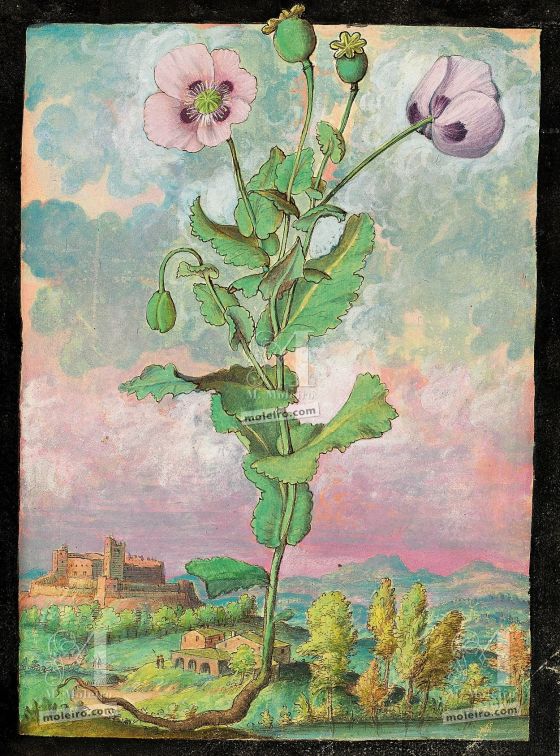 Mattioli’s Dioscorides illustrated by Cibo (Discorsi by Mattioli and Cibo) Opium Poppy (Papaver somniferum), f. 108r