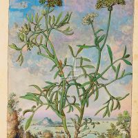 Rock samphire (Crithmum maritimum), f. 168r