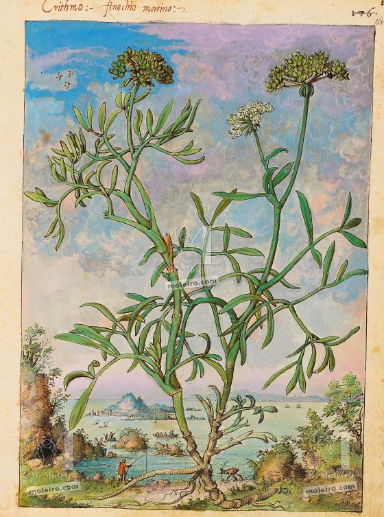 Mattioli’s Dioscorides illustrated by Cibo (Discorsi by Mattioli and Cibo) Rock samphire (Crithmum maritimum), f. 168r