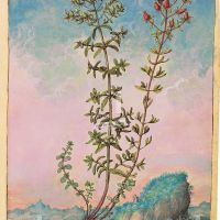Herbe de la Saint-Jean (Hypericum perforatum), f. 83r