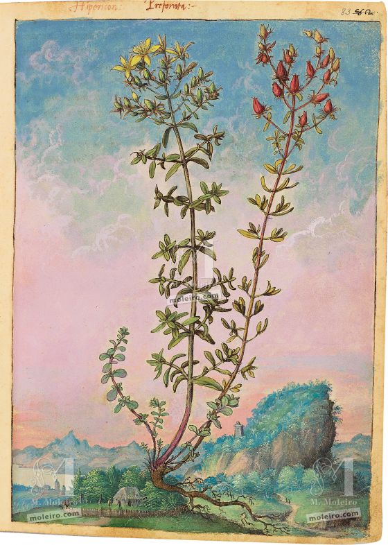 Dioscórides de Cibo e Mattioli Erva-de-São-João (Hypericum perforatum), f. 83r