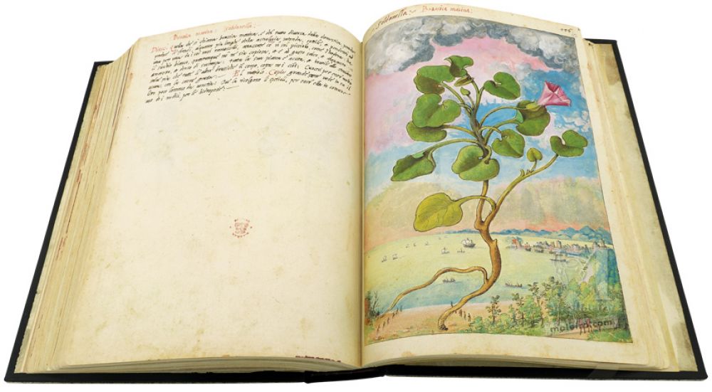 Mattioli’s Dioscorides illustrated by Cibo (Discorsi by Mattioli and Cibo) Sea bindweed (Calystegia soldanella), ff. 149v-150r