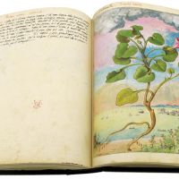 Berza marina (Calystegia soldanella), ff. 149v-150r