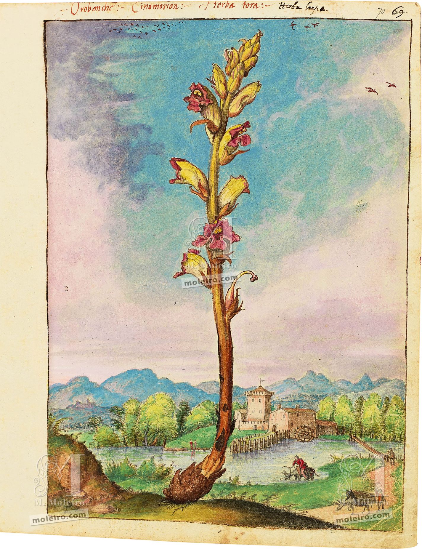 Hierba tora (Orobanche alba), ff. 69v-70r
