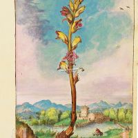Succiamele del Serpillo (Orobanche alba), c. 70r