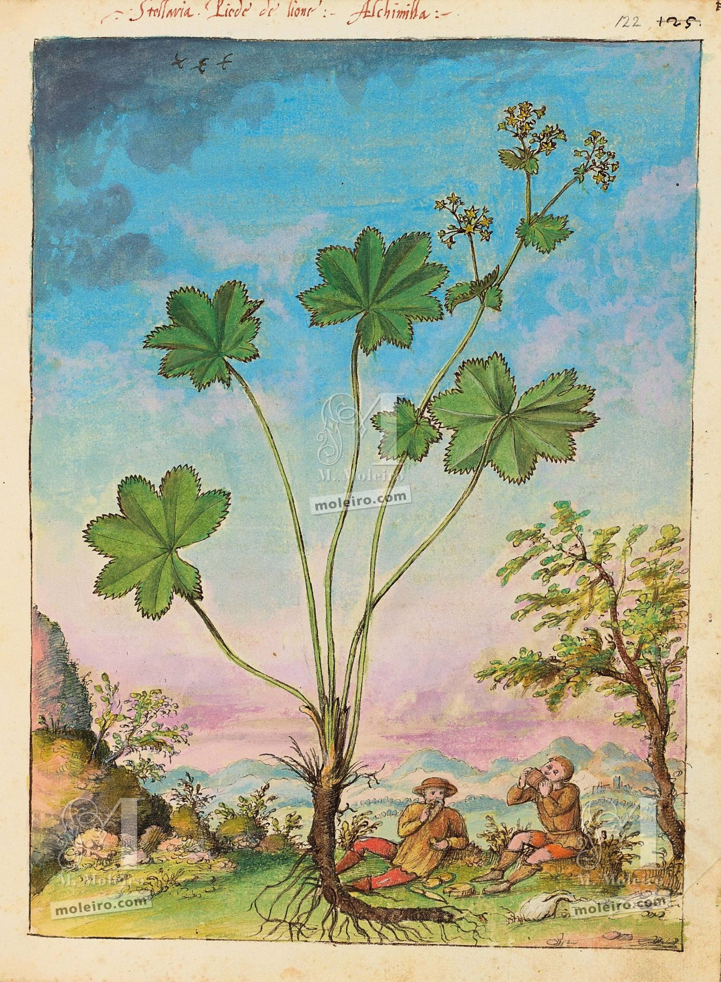 Pie de león (Alchemilla vulgaris), ff. 121v-122r