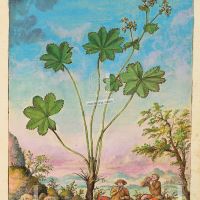 Alchimilla (Alchemilla vulgaris), c. 122r