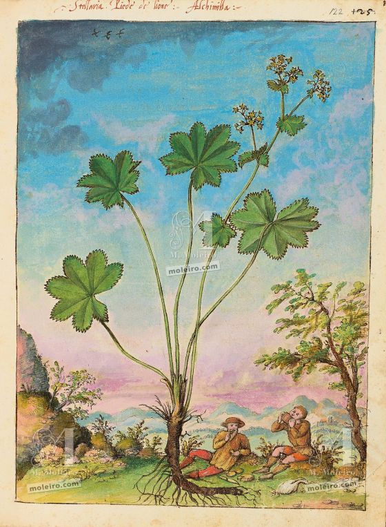 Mattioli’s Dioscorides illustrated by Cibo (Discorsi by Mattioli and Cibo) Lady's mantle (Alchemilla vulgaris), f. 122r