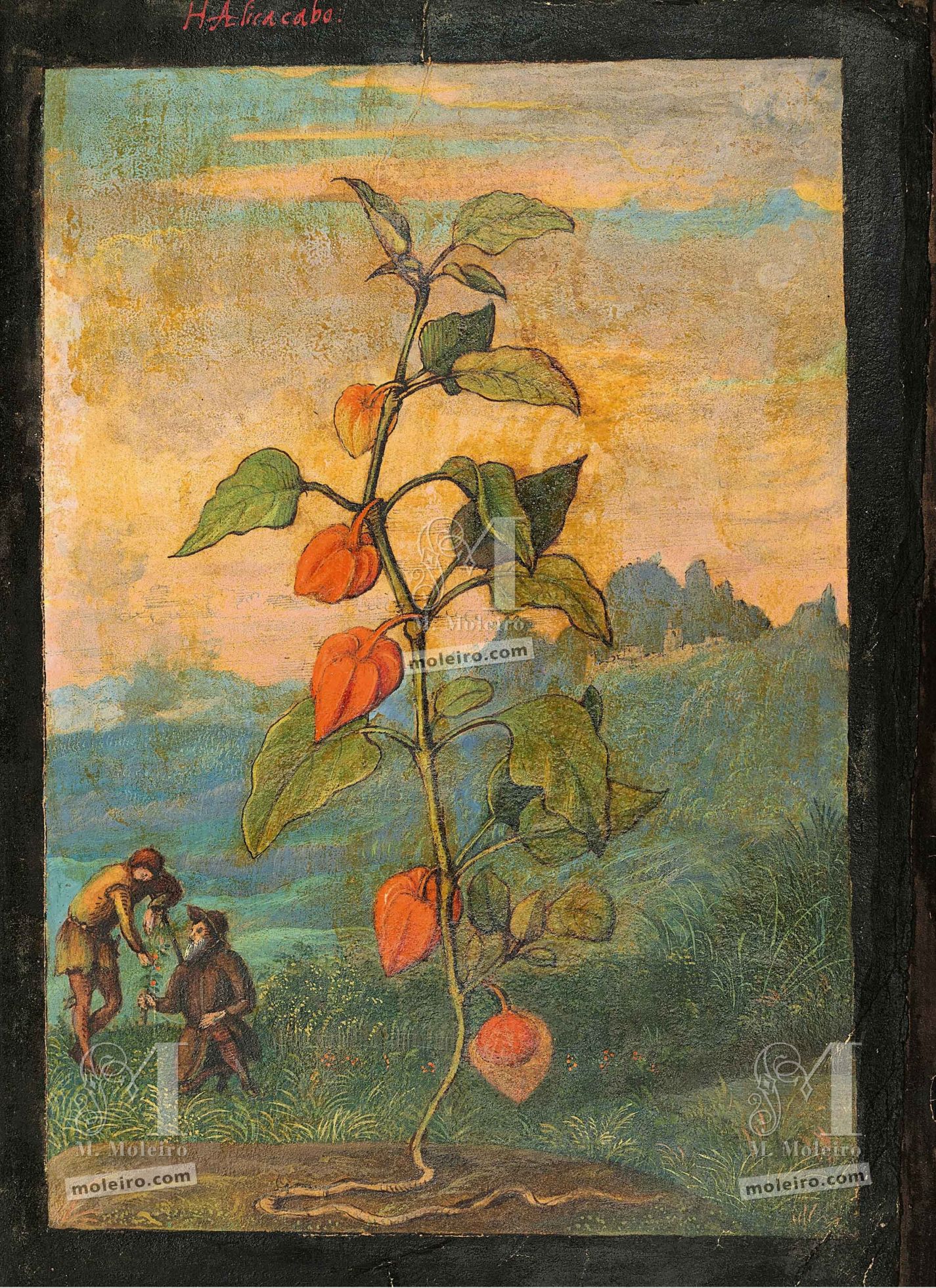 Alquequenje (Physalis alkekengi), ff. 7v-4r