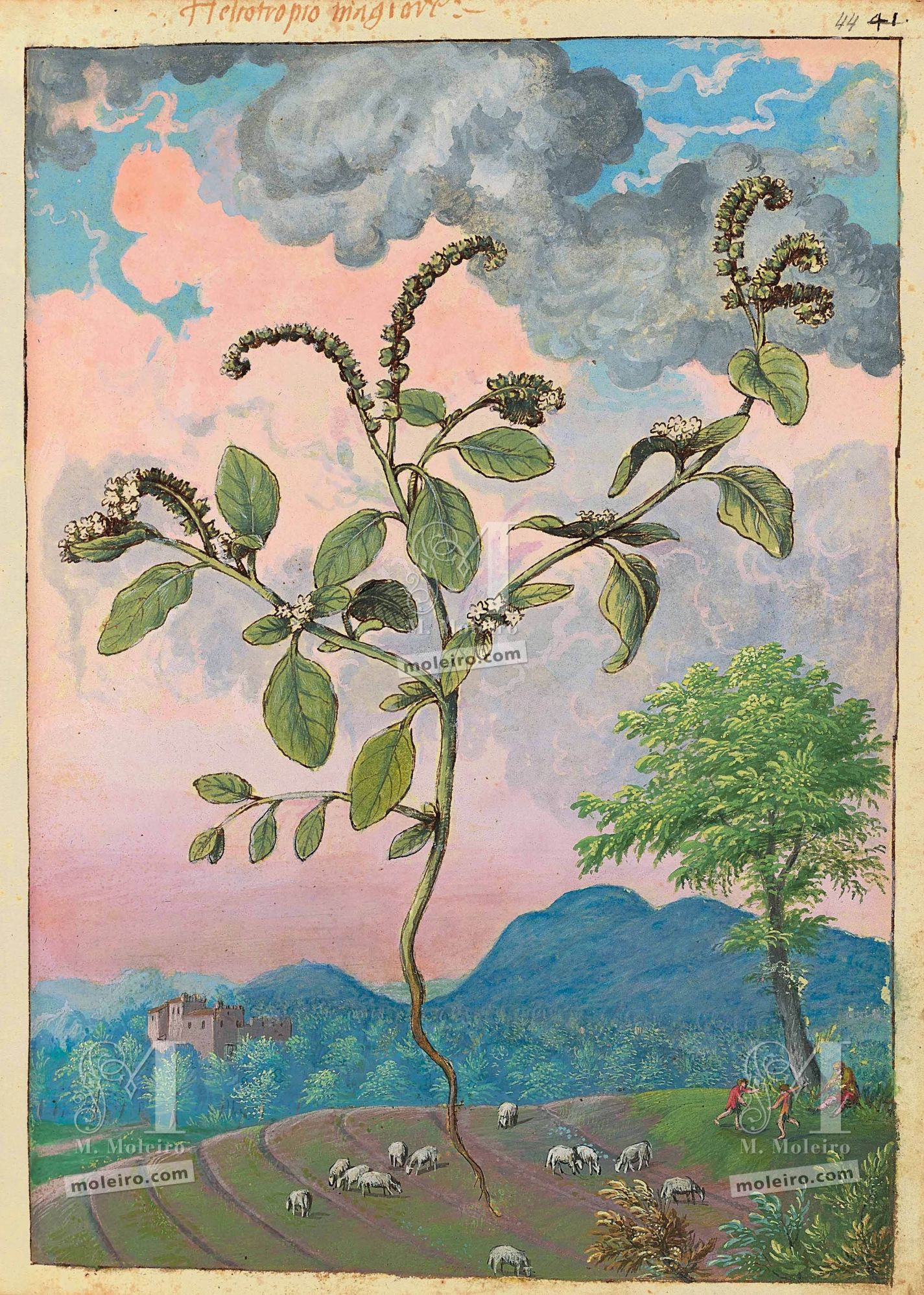 Hierba verruguera (Heliotropium europaeum), ff. 43v-44r