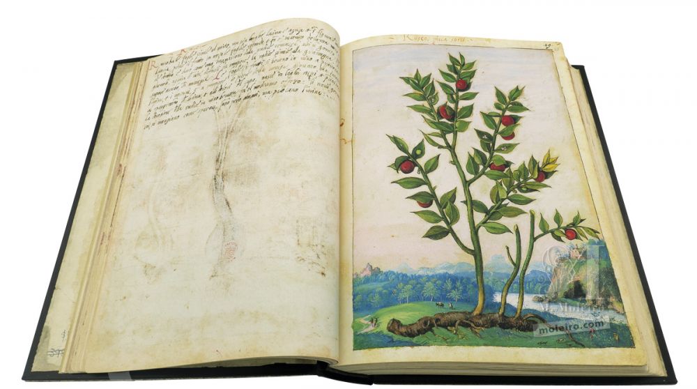 Mattioli’s Dioscorides illustrated by Cibo (Discorsi by Mattioli and Cibo) Butcher's-broom (Ruscus aculeatus), ff. 22v-23r  