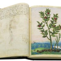 Butcher's-broom (Ruscus aculeatus), ff. 22v-23r  