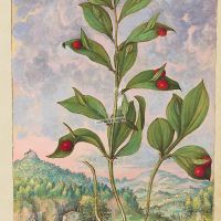 Pungitopo maggiore (Ruscus hypoglossum), c. 135r