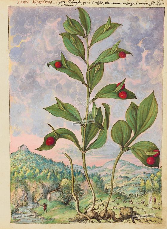 Mattioli’s Dioscorides illustrated by Cibo (Discorsi by Mattioli and Cibo) Spineless butcher’s-broom (Ruscus hypoglossum), f. 135r
