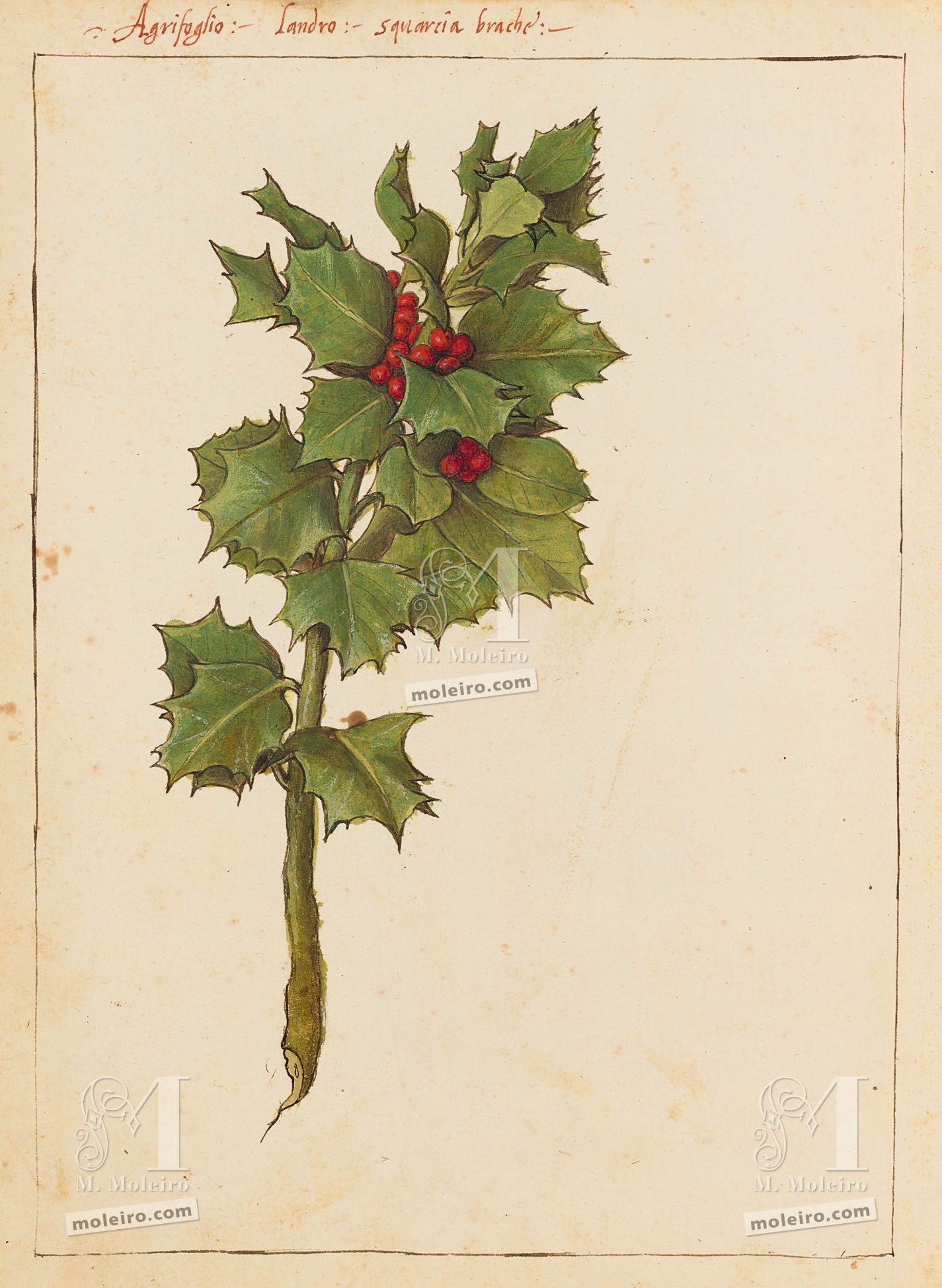 Acebo (Ilex aquifolium), f. 182v