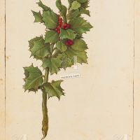 Acebo (Ilex aquifolium), f. 182v