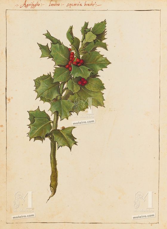 Mattioli’s Dioscorides illustrated by Cibo (Discorsi by Mattioli and Cibo) Holly (Ilex aquifolium), f. 182v
