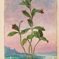 Pungitopo maggiore (Ruscus hypoglossum), c. 24r