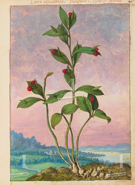 Dioscórides de Cibo e Mattioli Bonifacia (Ruscus hypoglossum), f. 24r