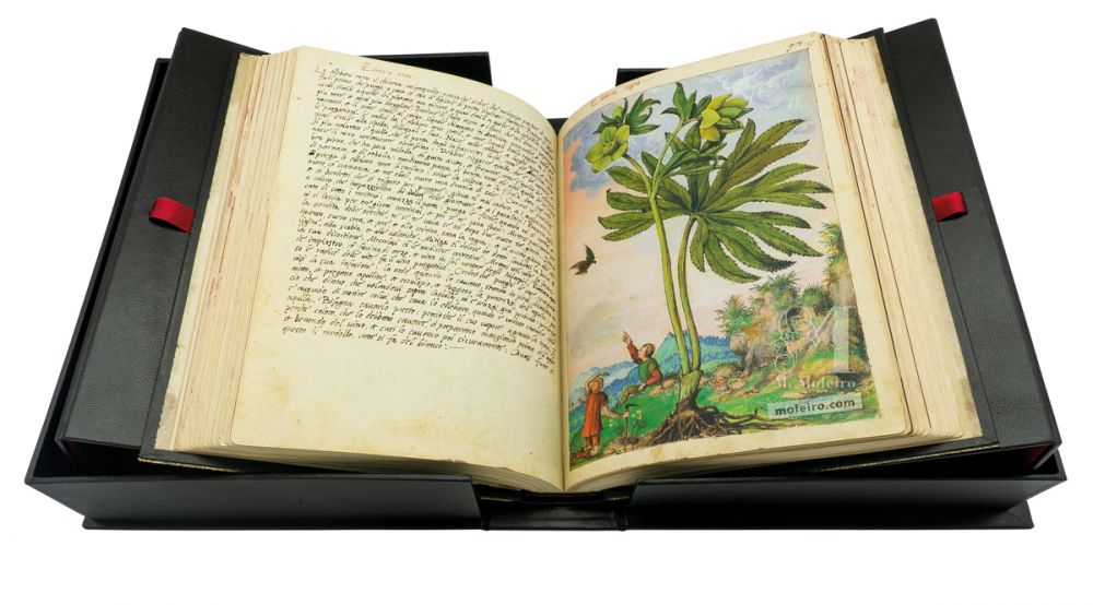 View of the display case of Mattiolis Dioscorides illustrated by Cibo with the open book on it.