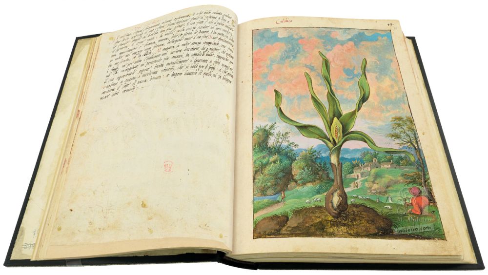 Mattioli’s Dioscorides illustrated by Cibo (Discorsi by Mattioli and Cibo) Meadow saffron (Colchicum autumnale), ff. 20v-21r