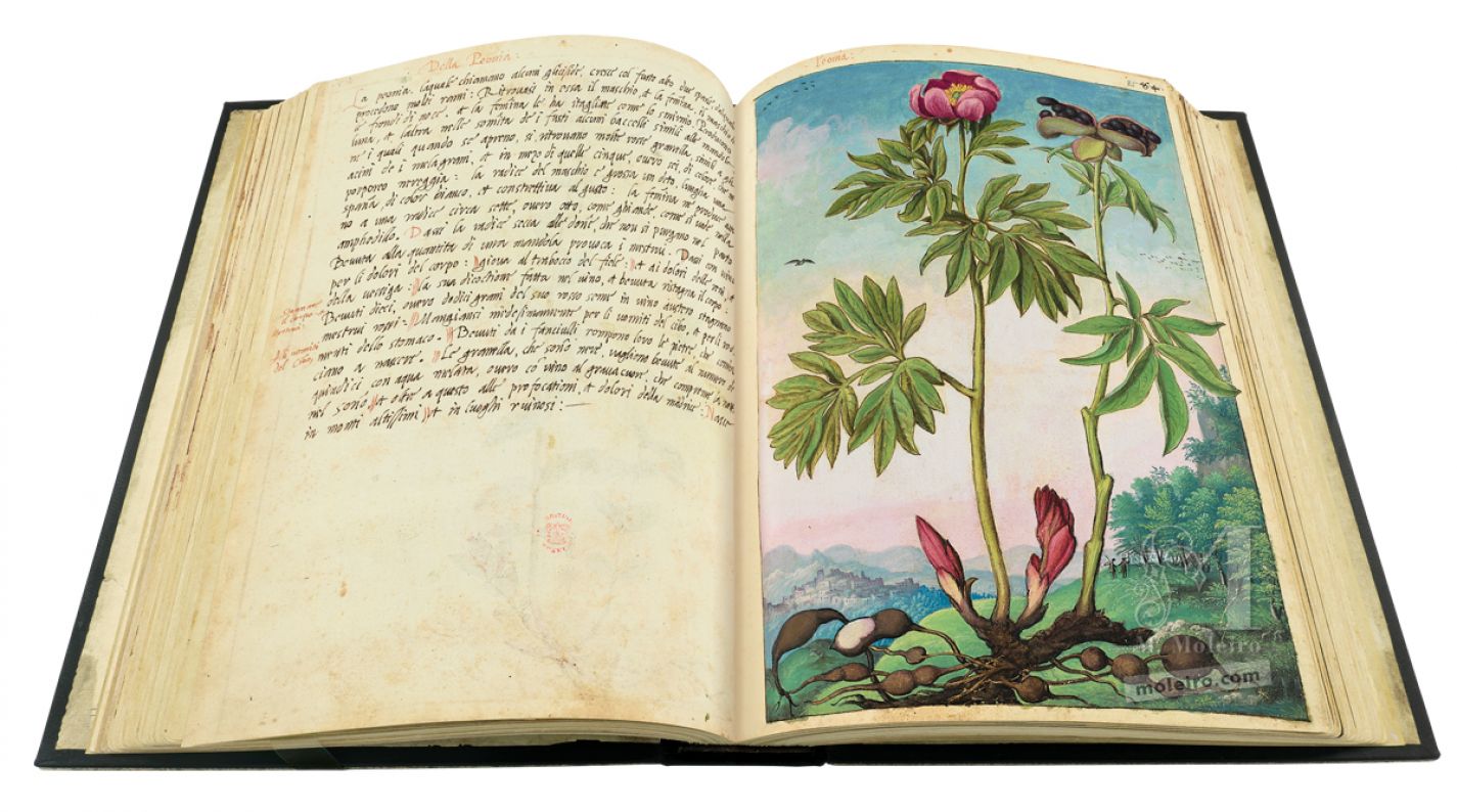 Peonía (Paeonia officinalis L.), ff. 84v-85r