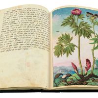 Paeony (Paeonia officinalis), ff. 84v-85r