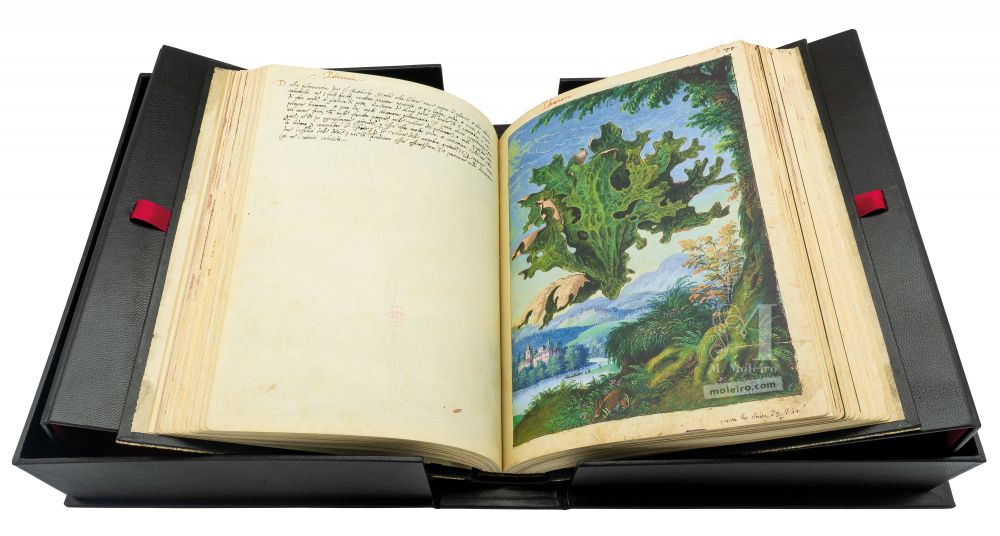 Mattioli’s Dioscorides illustrated by Cibo (Discorsi by Mattioli and Cibo) Tree lungwort (Lobaria pulmonaria), ff. 70v-71r