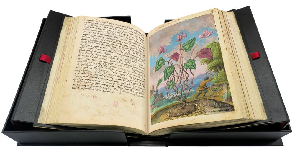 Mattioli’s Dioscorides illustrated by Cibo (Discorsi by Mattioli and Cibo) Sowbread (Cyclamen hederifolium), ff. 11v-12r