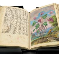 Cyclamen de Naples (Cyclamen hederifolim), ff. 11v-12r