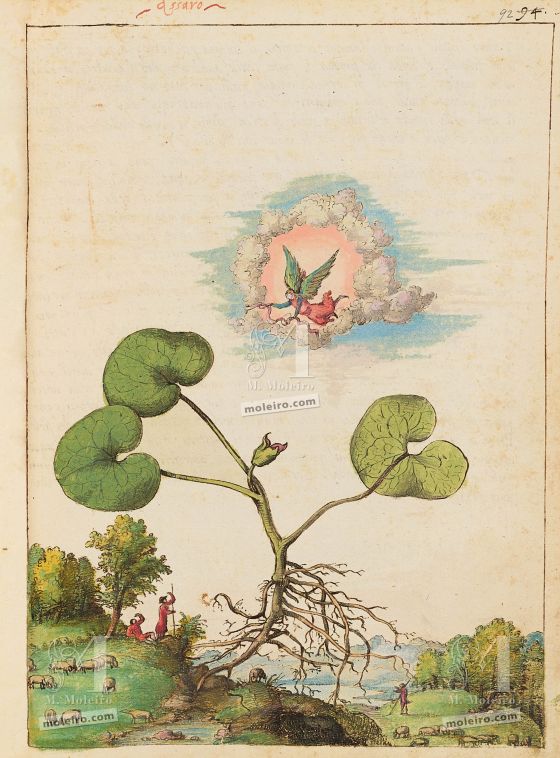 Mattioli’s Dioscorides illustrated by Cibo (Discorsi by Mattioli and Cibo) Asarabacca (Asarum europaeum), f. 92r