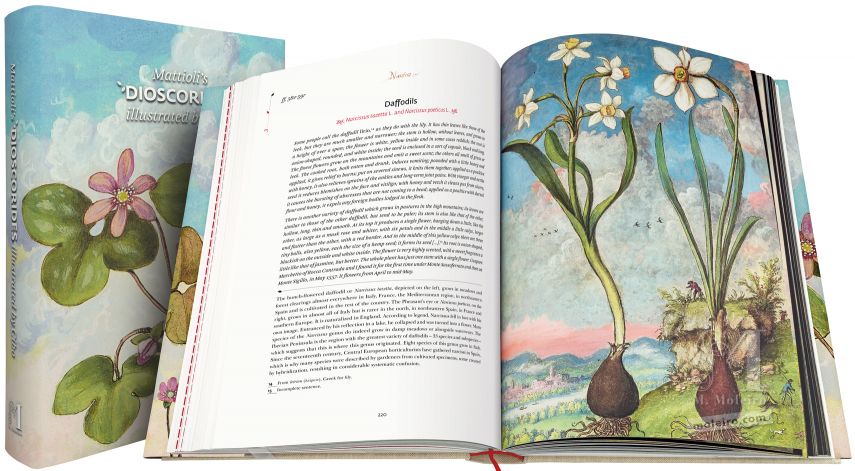 Mattioli’s Dioscorides illustrated by Cibo (Discorsi by Mattioli and Cibo) The British Library, London