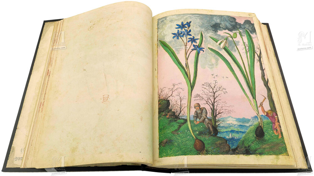 Mattioli’s Dioscorides illustrated by Cibo (Discorsi by Mattioli and Cibo) Alpine squill (Scilla bifolia) and Snowdrop (Galanthus nivalis)