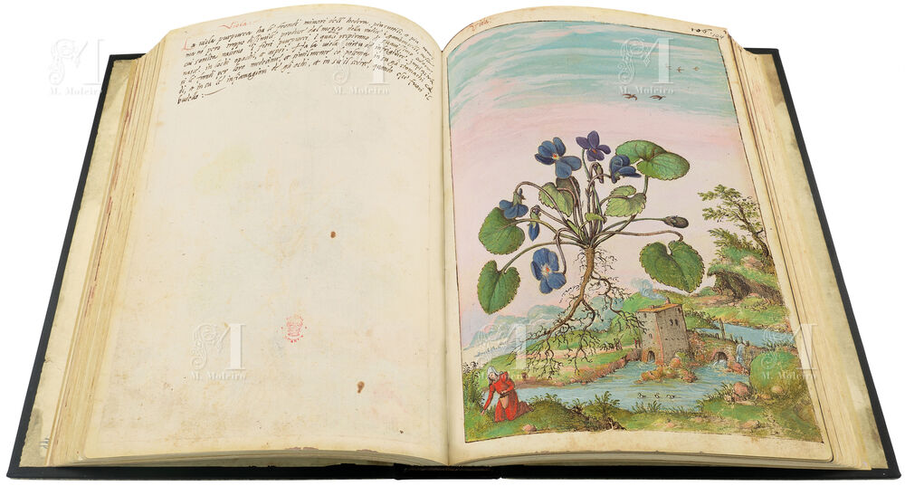 Mattioli’s Dioscorides illustrated by Cibo (Discorsi by Mattioli and Cibo) Sweet violet (Viola ordorata), ff. 103v-104r