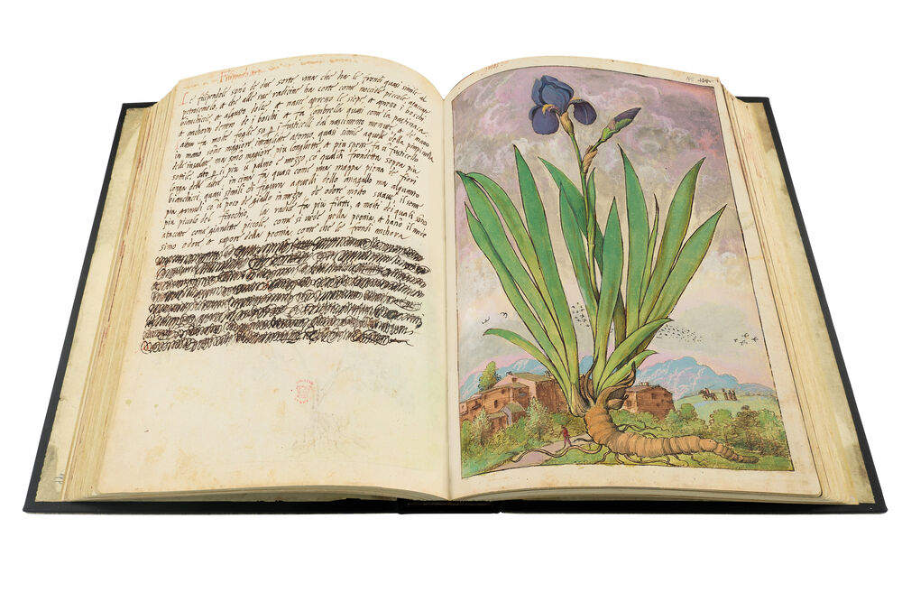 Mattioli’s Dioscorides illustrated by Cibo (Discorsi by Mattioli and Cibo) Bearded Iris (Iris germanica L.), f. 148r