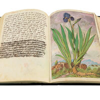 Giaggiolo paonazzo (Iris germanica L.), f. 148r