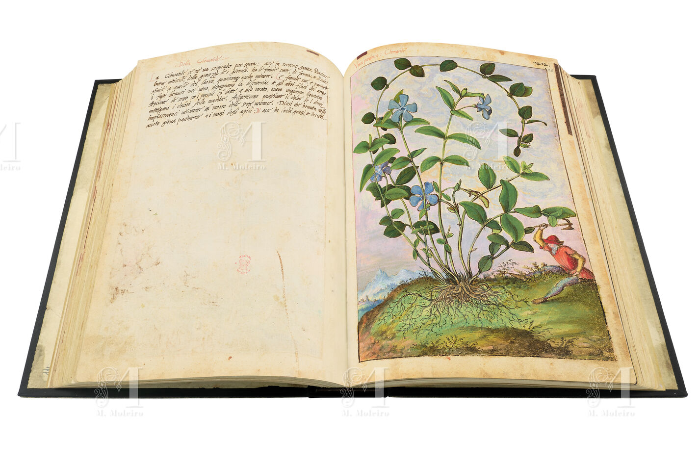 Hierba doncella  (Vinca major L.), ff. 25v-26r