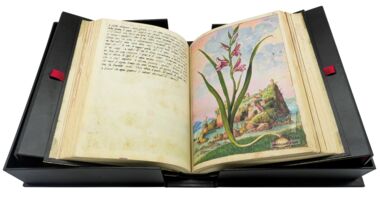 Dioscoride di Cibo e Mattioli The British Library, Londra Dioscoride di Cibo e Mattioli The British Library, Londra