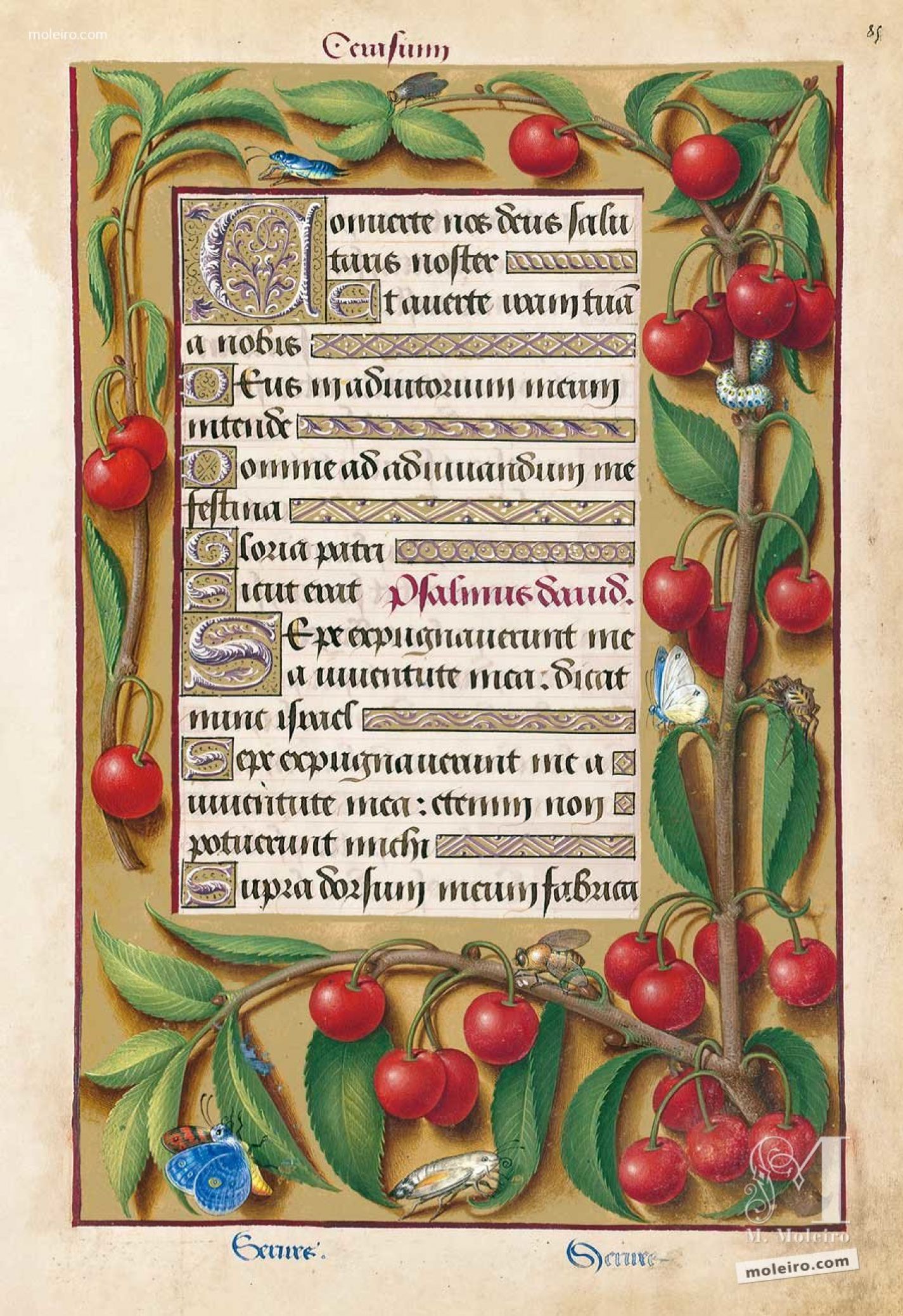 Orla decorativa con motivos de cerezas, f. 85r