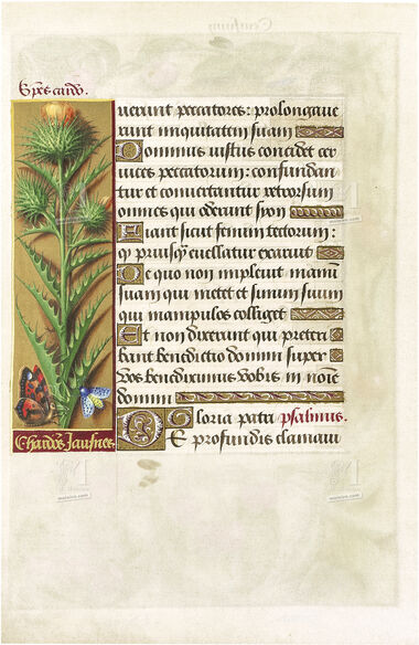 Carpeta con 5 láminas de las Grandes Horas de Ana de Bretaña 5 láminas casi-originales